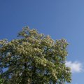 dsc04921