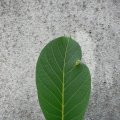 p1170270