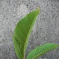 p1170272