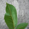 p1170278