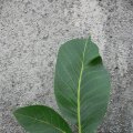 p1170279