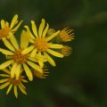 dsc03514