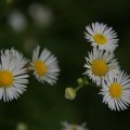 dsc03515