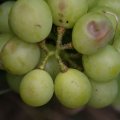 dsc03532
