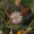 dsc03537