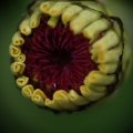 dsc03539