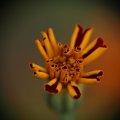 dsc03574