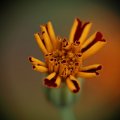dsc03575