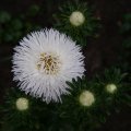 dsc03670