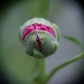 dsc03677