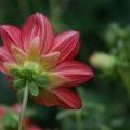 dsc03680