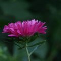 dsc03682