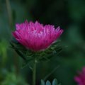 dsc03683