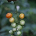 dsc03687