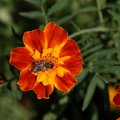 dsc04392