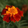 dsc04393