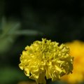 dsc04396