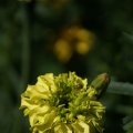 dsc04400