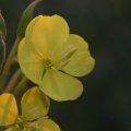 dsc04590
