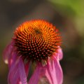 dsc04667