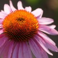 dsc04670