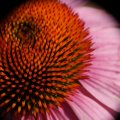 dsc04694