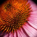 dsc04696