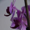 dsc06830