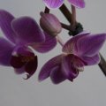 dsc06833