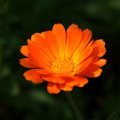 dsc07119
