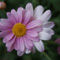dsc02595