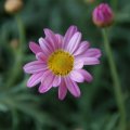 dsc02596