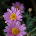 dsc02598