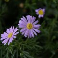 dsc02600
