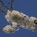 dsc02636
