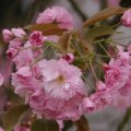 dsc02704