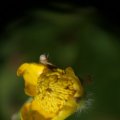 dsc02931