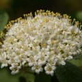 dsc03068