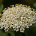 dsc03069