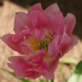 dsc03116