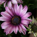 dsc03166