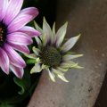dsc03167