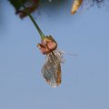 dsc03522