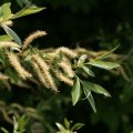 dsc03525