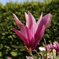 dsc03609