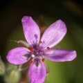 dsc03948