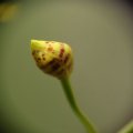 dsc04098