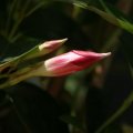 dsc04574