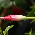 dsc04579