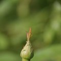 dsc04645